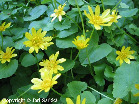 Mukulaleinikki, Ranunculus ficaria